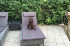 Bailey fra Riga og Peanut