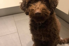 Bailey riga peanut 2017 2