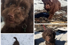 Riga og peanut hvalp 2017