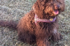 Tajga riga peanut 2017 nn