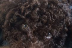 Tajga riga peanut 2017