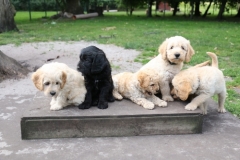 mange-hvalpe-500x333