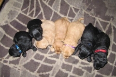 3985-65-1_09052013170702