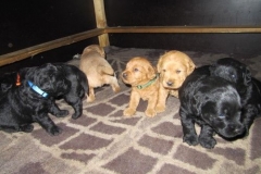 3988-65-1_09052013170703