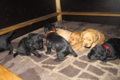 3989-65-1_09052013170703