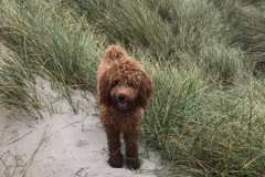 Bailey Cherry og soul 2016