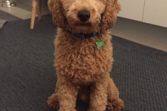 Elmo fra Cherry og Soul 2017