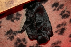 2 sorte hanner 6 dage