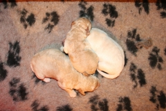 3 lyse hanner 6 dage