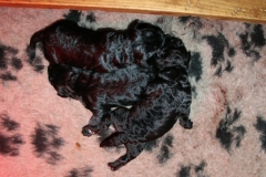 3 sorte tæver 6 dage