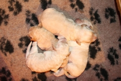 4 lyse tæver 6 dage