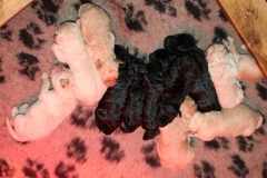 Alle teiddes hvalpe 6 dage