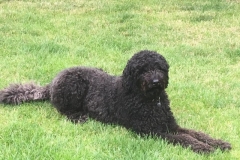 Charlie Teide og Ozzy 2014