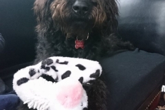 Lucca Teide og Ozzy 1 år Labradoodle f1B