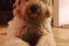 Marley 2 år Teide 14