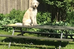 Zimba Teide og Ozzy 2016