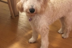 Molli fra Tesla 2017