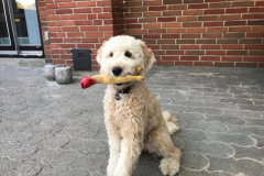 Bailey fra Tesla 2017