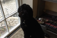 Berta fra Tesla og Ozzy