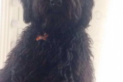 Samson fra tesla 2017