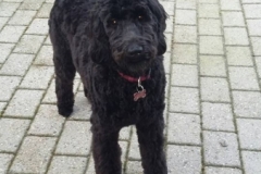 coco fra tesla og ozzy