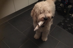 Junior fra Tusak 2017