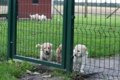 1700-37-1_30082011113154