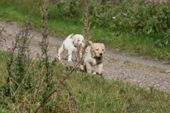 1703-37-1_30082011113154