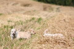 1706-37-1_30082011113154