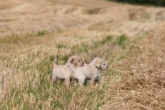 1707-37-1_30082011113155