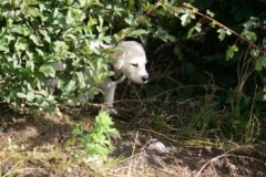 1709-37-1_30082011113155