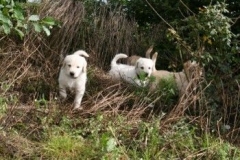 1721-37-1_30082011113155