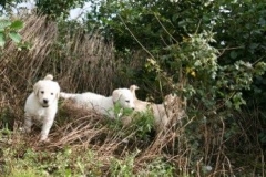 1722-37-1_30082011113155