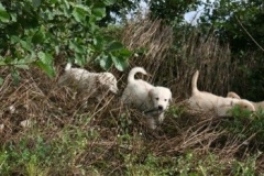 1723-37-1_30082011113156