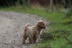 1726-37-1_30082011113156