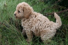 1728-37-1_30082011113156