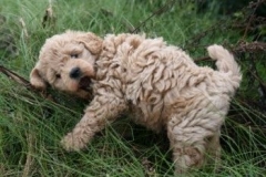 1730-37-1_30082011113156