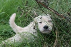 1731-37-1_30082011113156