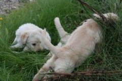 1732-37-1_30082011113156