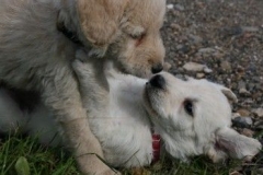 1733-37-1_30082011113156