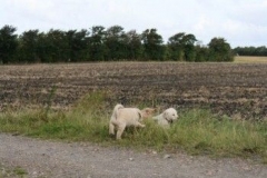 1734-37-1_30082011113156