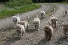 1737-37-1_30082011113156