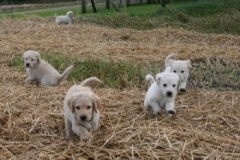 1741-37-1_30082011113156