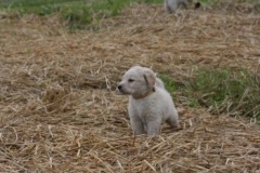 1742-37-1_30082011113157