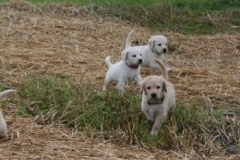 1743-37-1_30082011113157