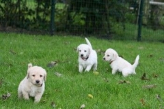 1747-37-1_30082011113157