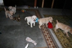 1751-37-1_31082011092044