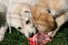 1774-37-1_09092011083411