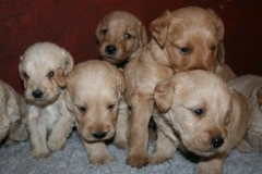 3617-55-1_25092012162333