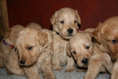 3620-55-1_25092012162333